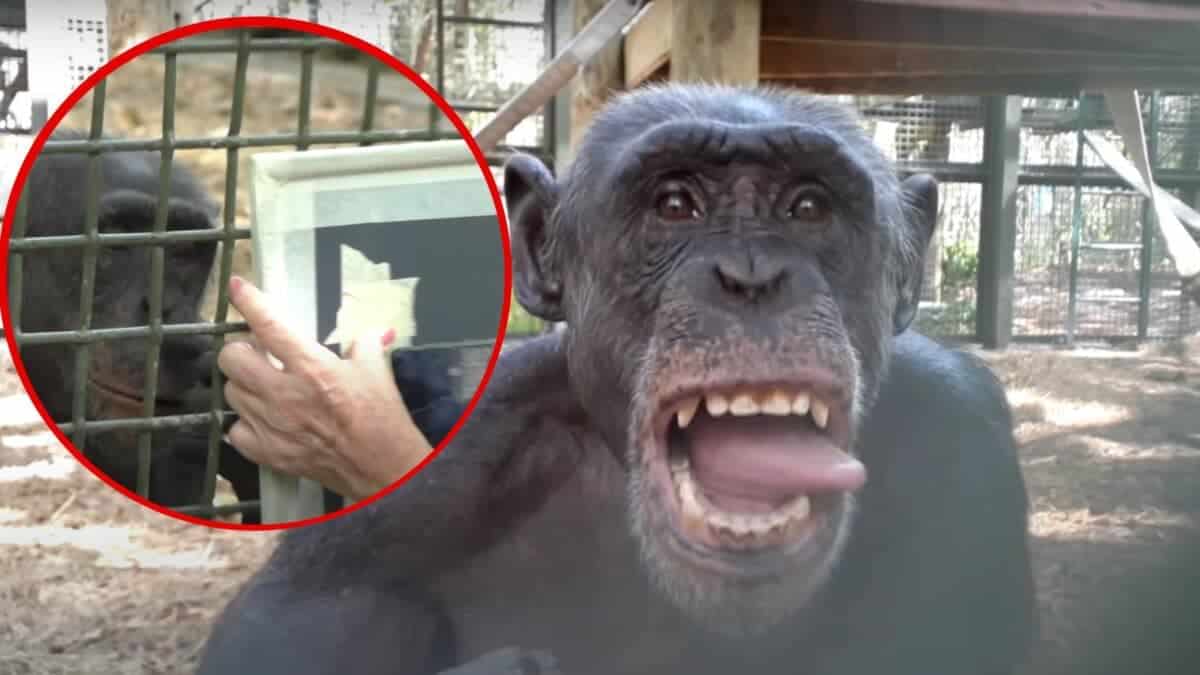 Chimpanzees React to Their Reflections in a Mirror