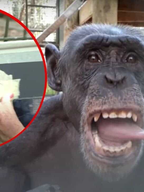 Chimpanzees React to Their Reflections in Mirror