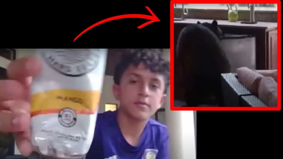 Three-legged Bear Steals White Claws From a Florida family’s fridge
