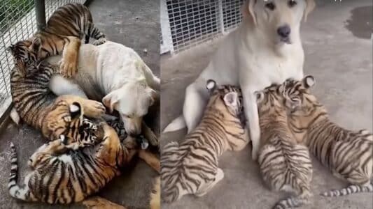 Dog Raises 3 Cute Tiger Cubs