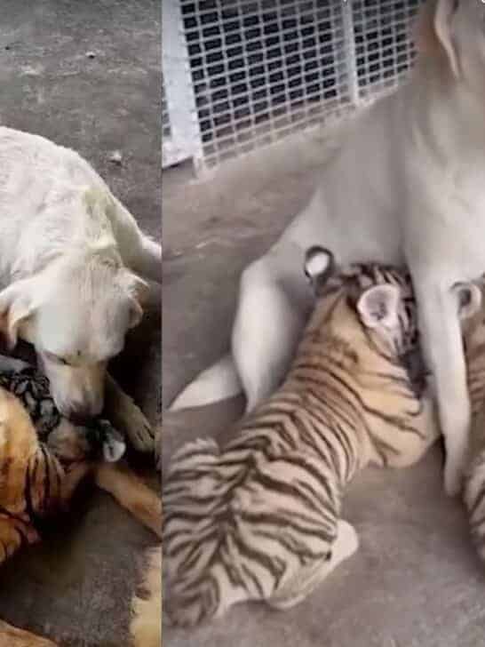 Watch: Dog Raises 3 Cute Tiger Cubs