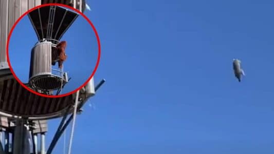 Orangutan Plays Frisbee with Possum in Australia