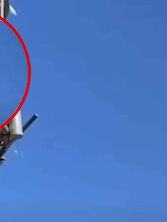 Orangutan Plays Frisbee with Possum in Australia