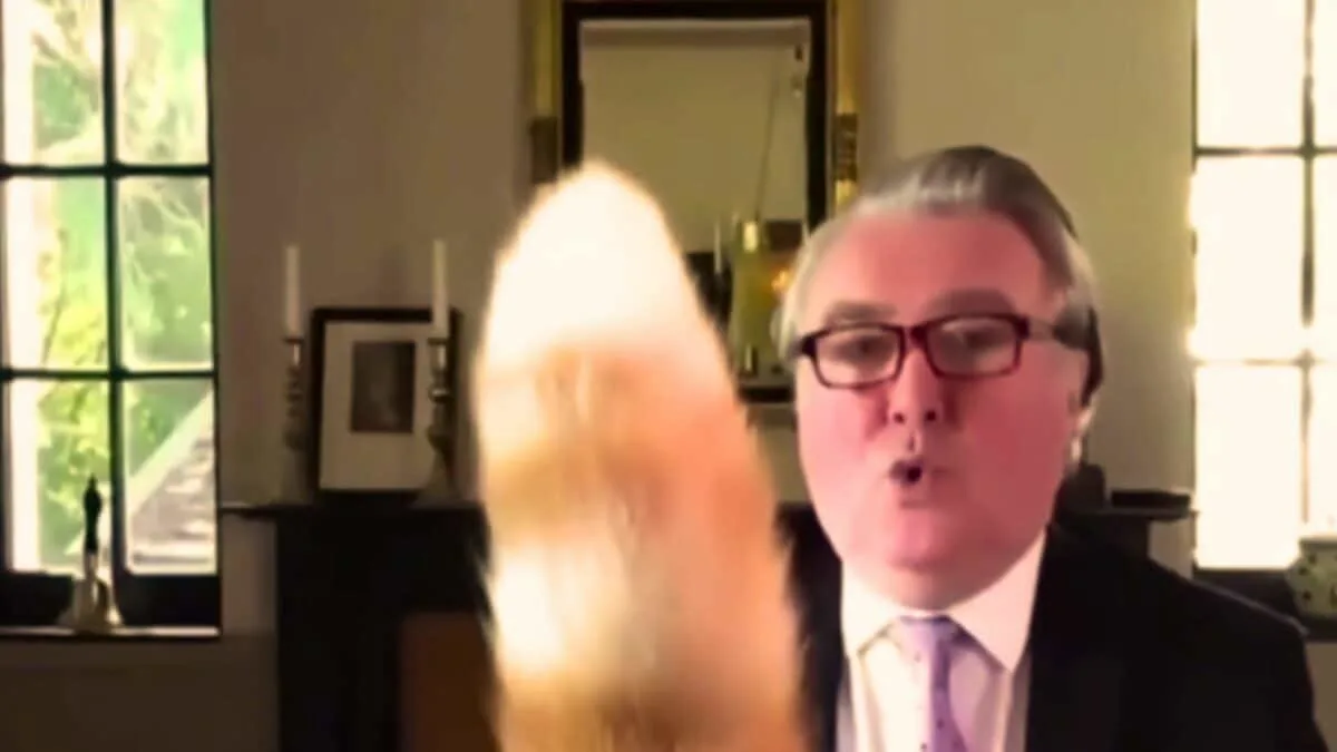 cat crashes parliamentary meeting