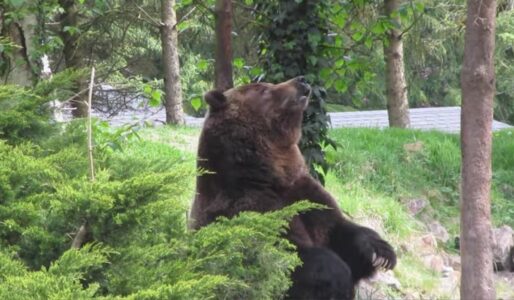 Why Grizzly Bears Rub Trees with Their Backs