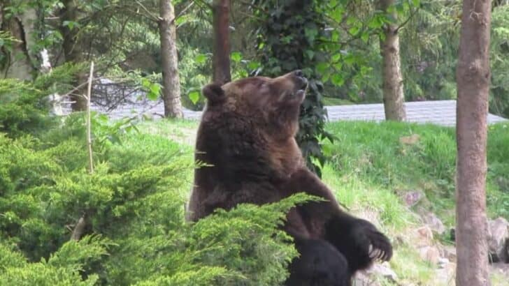 Why Grizzly Bears Rub Trees with Their Backs