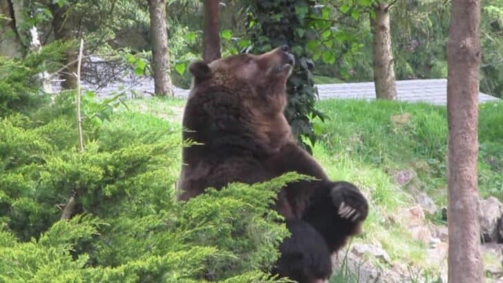 Itchy Grizzly Bear at the Seattle Zoo