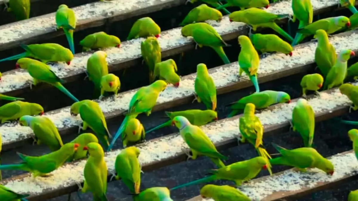 man feeds 4000 parakeets every day