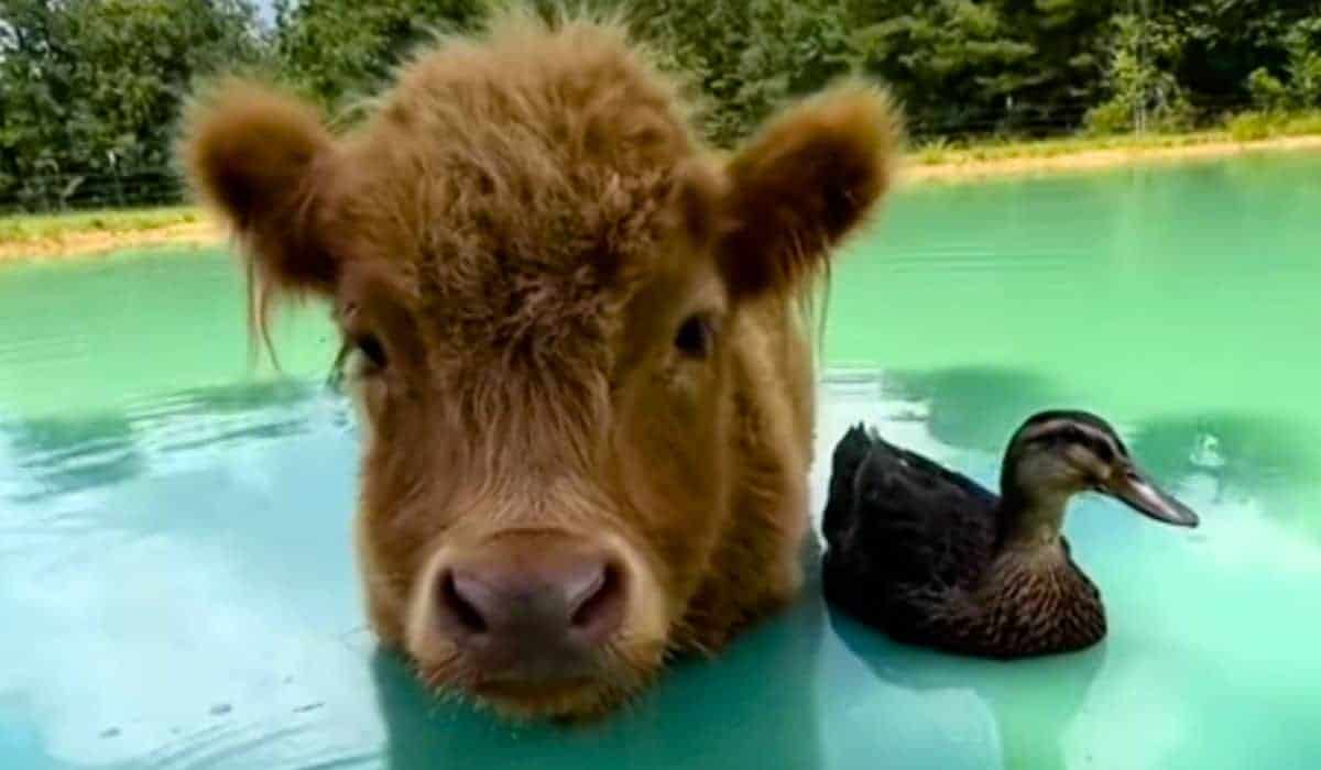cow thinks he is a duck