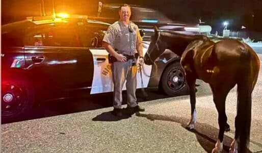 Man Saddled With DUI For Riding Horse Drunk In California