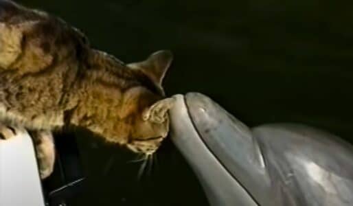 Cat Cuddles With Dolphins