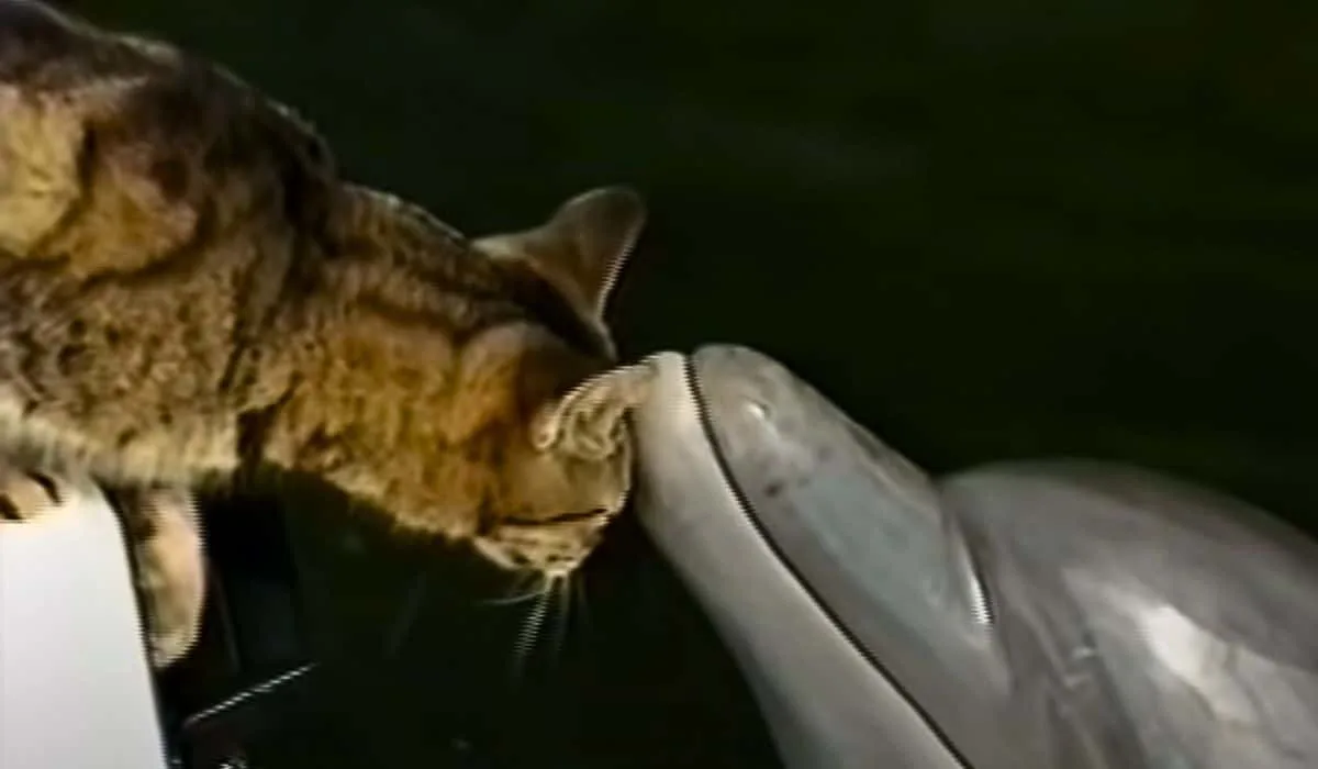 cat cuddles with dolphins