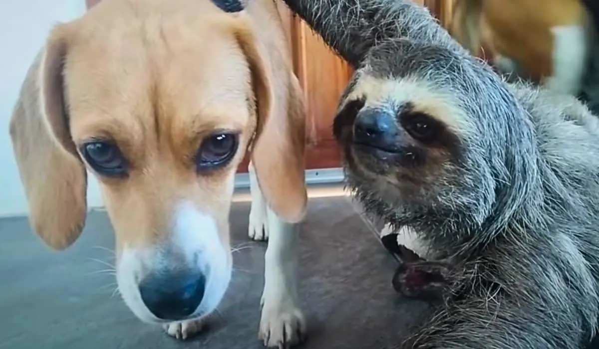 sloth becomes inseparable from beagle