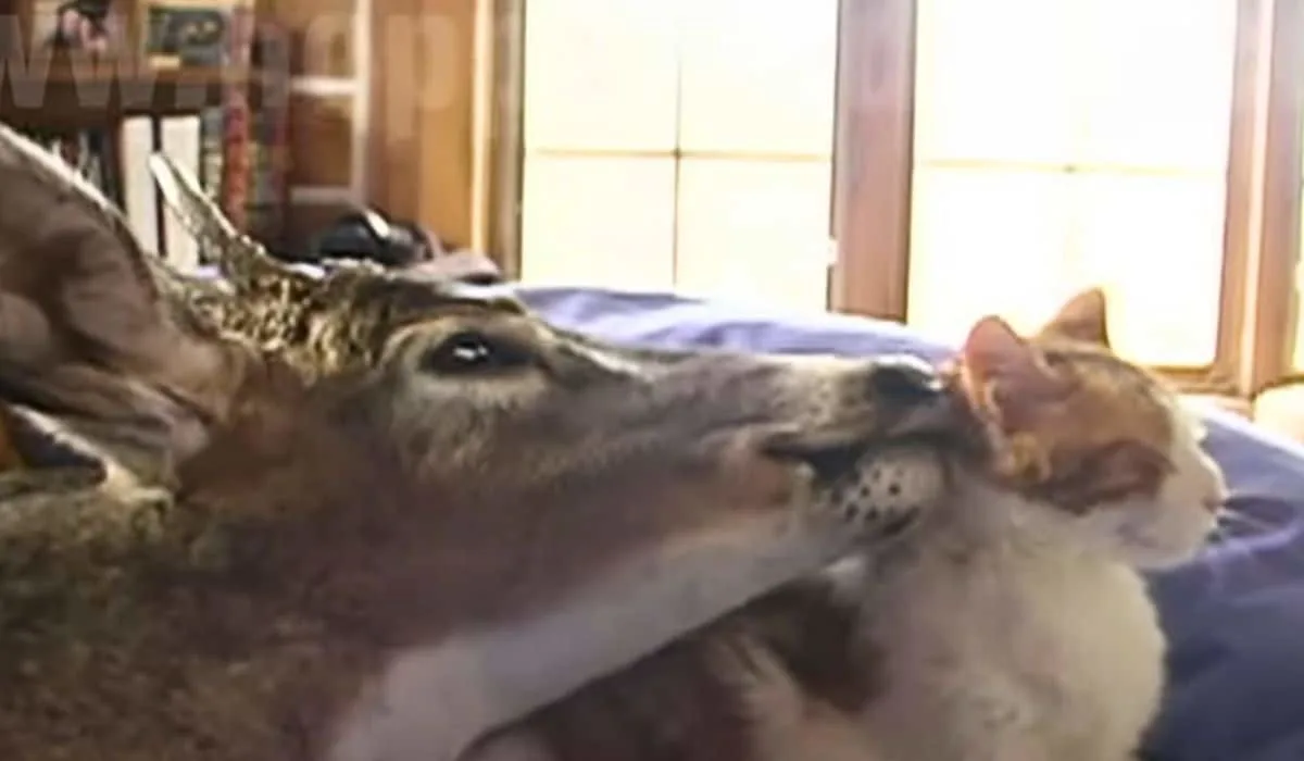 deer licks cat