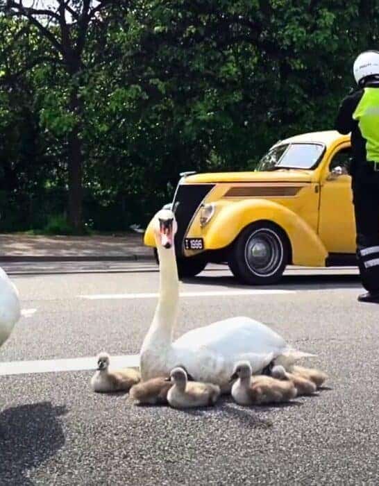 Swan Family Receives Police Escort in Copenhagen