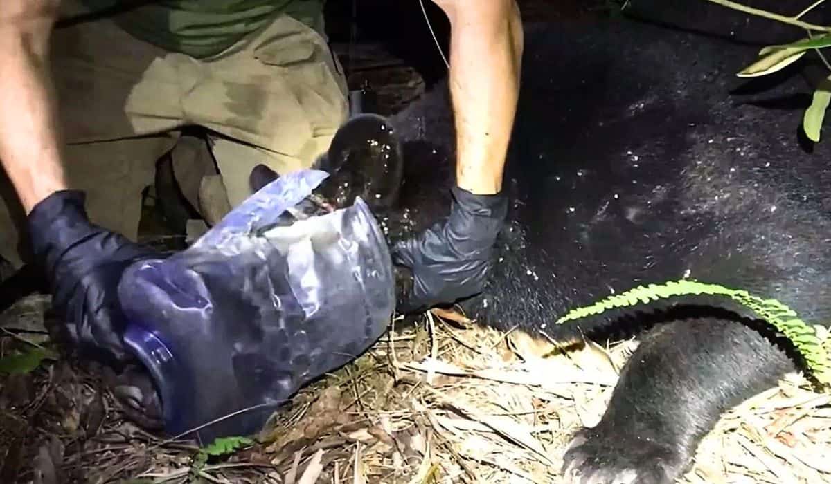 bear stuck in plastic container 