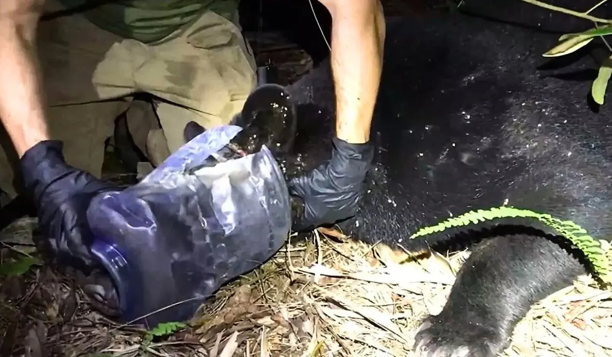 bear stuck in plastic container