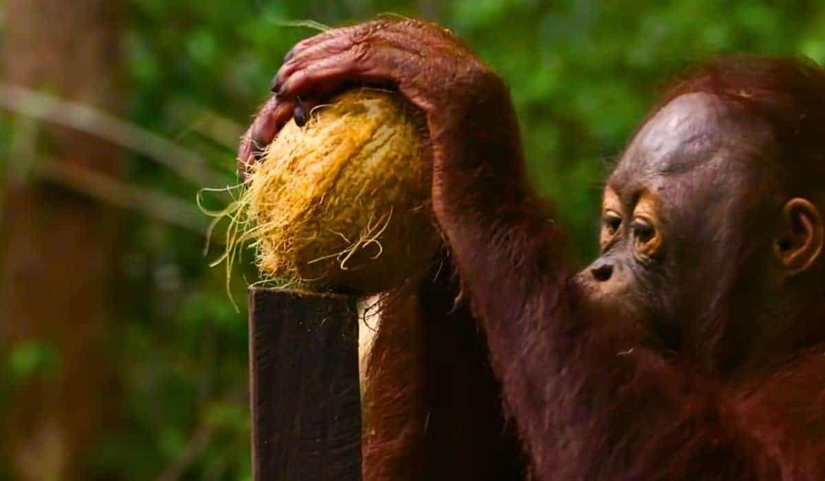 orangutans take lesson