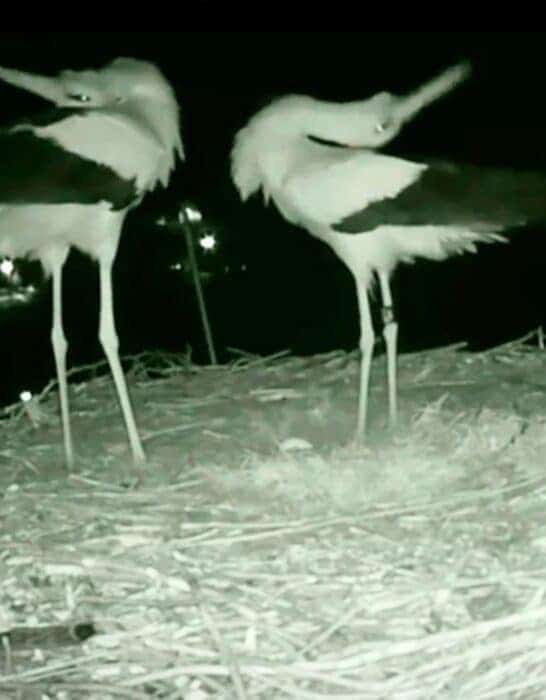 Proud Stork Parents Celebrate Their First Egg