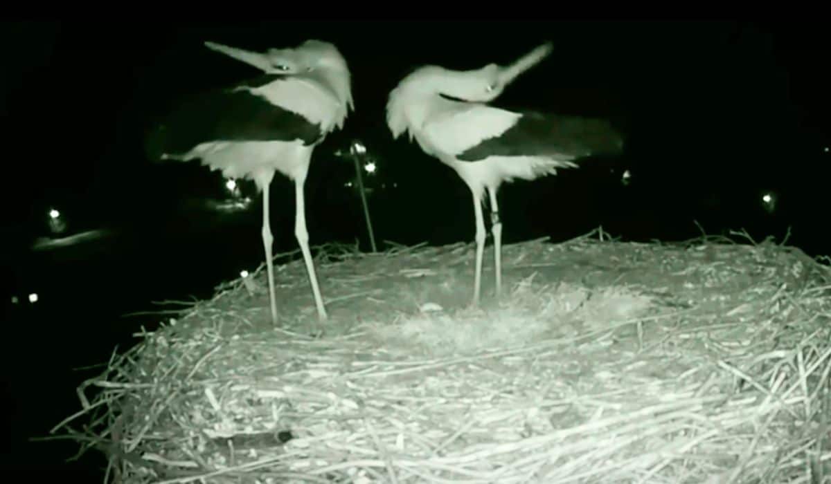 stork parents celebrate first egg
