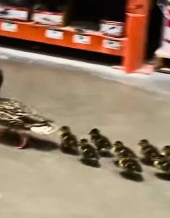 Family of Ducks Visit Home Depot
