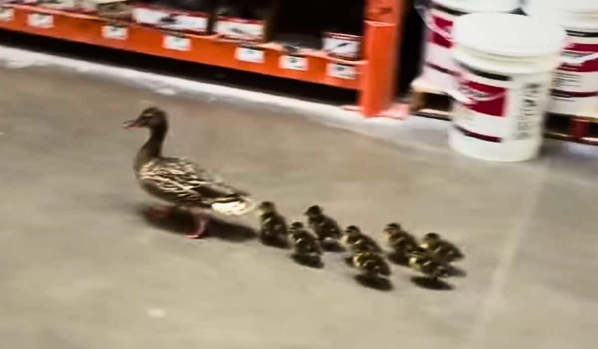 family of ducks visit home depot