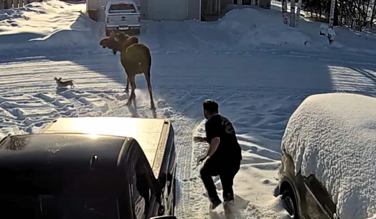 tiny dog prevents moose attack