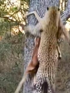 leopard easily scales tree