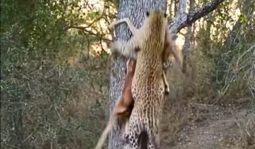 Watch Leopard Scales Tree With 80-Pound Prey In Seconds