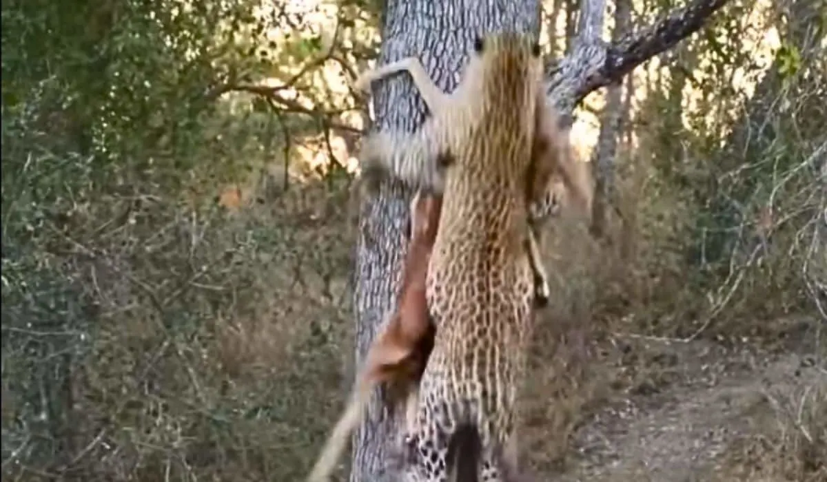leopard easily scales tree