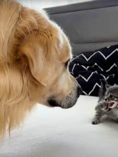 golden retriever meets kitten