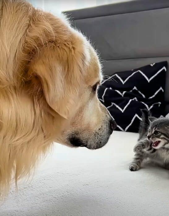 Golden Retriever Meets Kitten For the First Time
