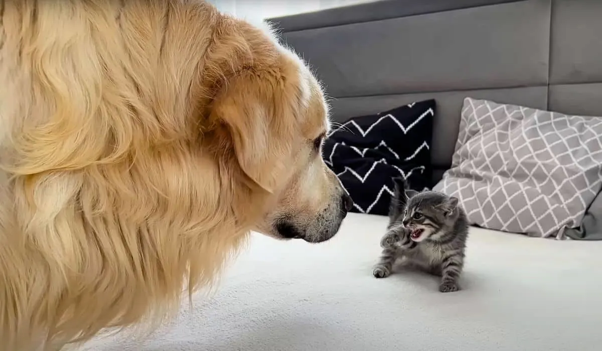 golden retriever meets kitten