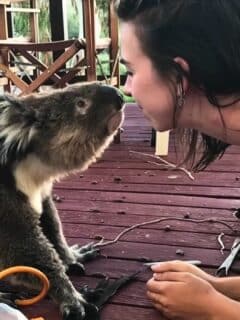 trespassing koala demands cuddles