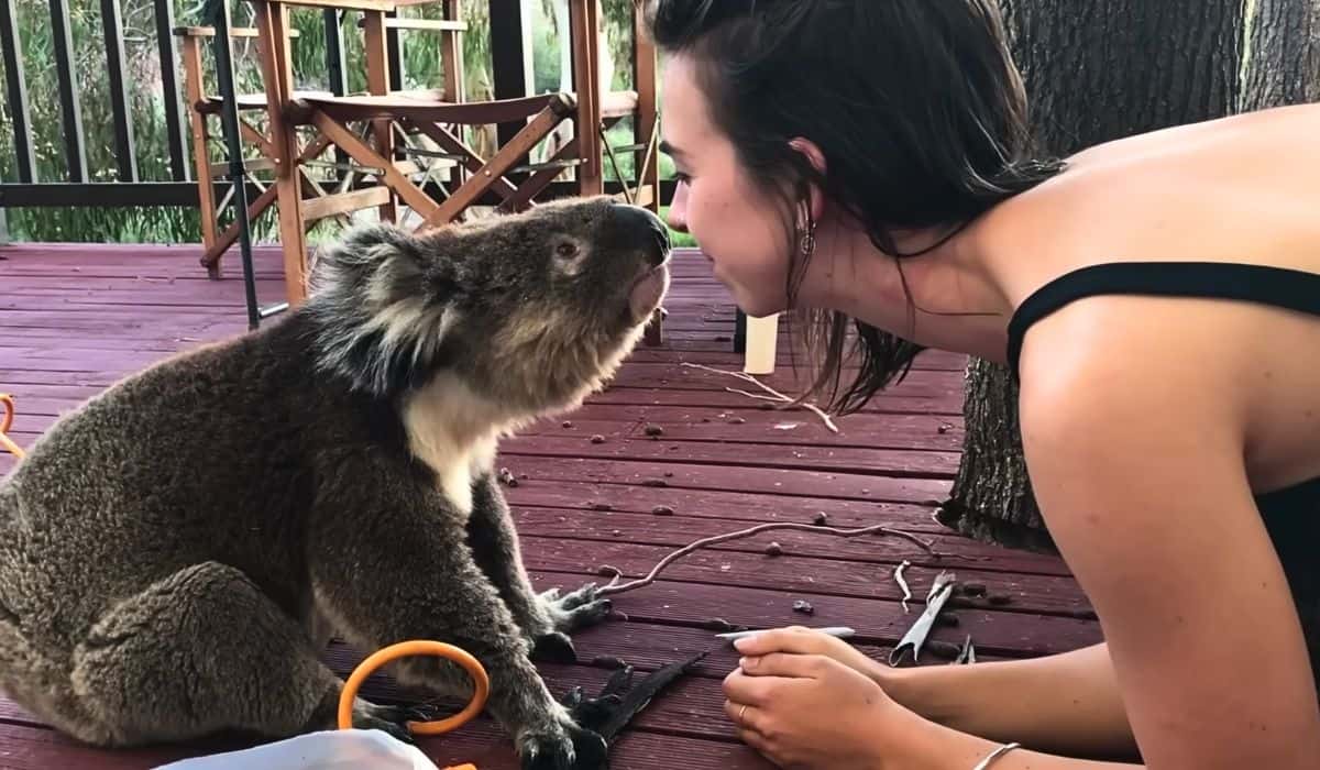 trespassing koala demands cuddles