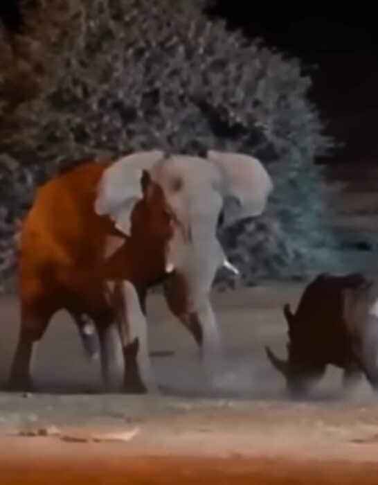 Elephant and Rhino Duel at Night