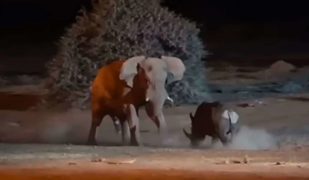 elephant fights rhino