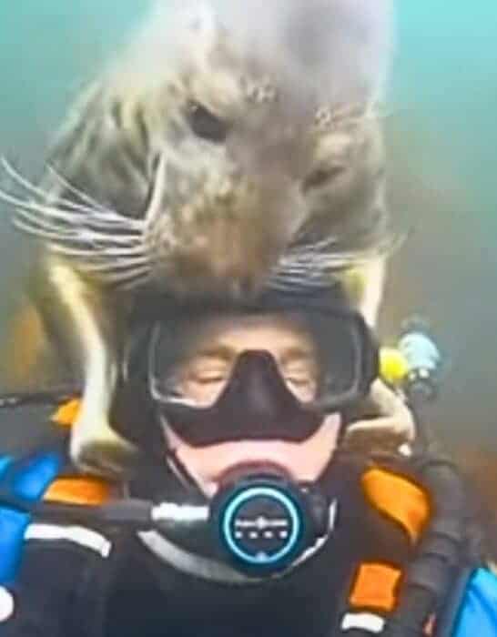 Seal Thinks Diver Is Drowning and Assumes Role of Lifeguard