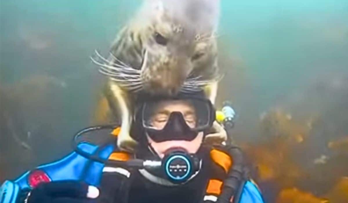 seal thinks diver is drowning
