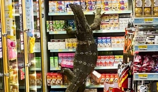 Watch: Massive Monitor Lizard Scales Shelf at Seven-Eleven