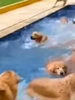 a flock of golden retrievers goes for a dip