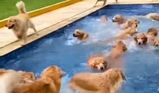 Flock of Golden Retrievers Goes For a Dip