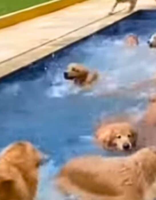 Flock of Golden Retrievers Goes For a Dip