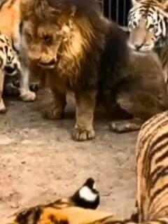 lion fights tigers