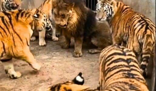 Lion Fights Six Tigers At the Same Time