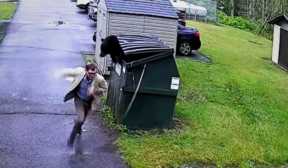 teacher finds bear inside school bin