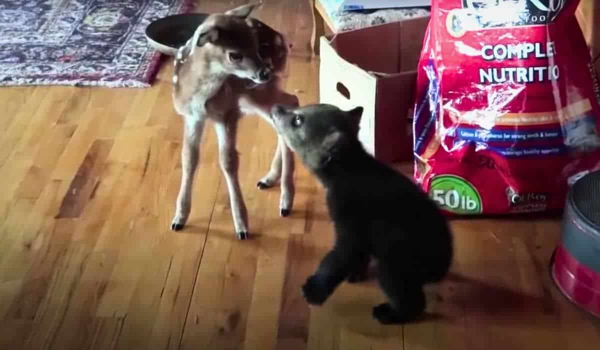 baby bear inspects baby deer