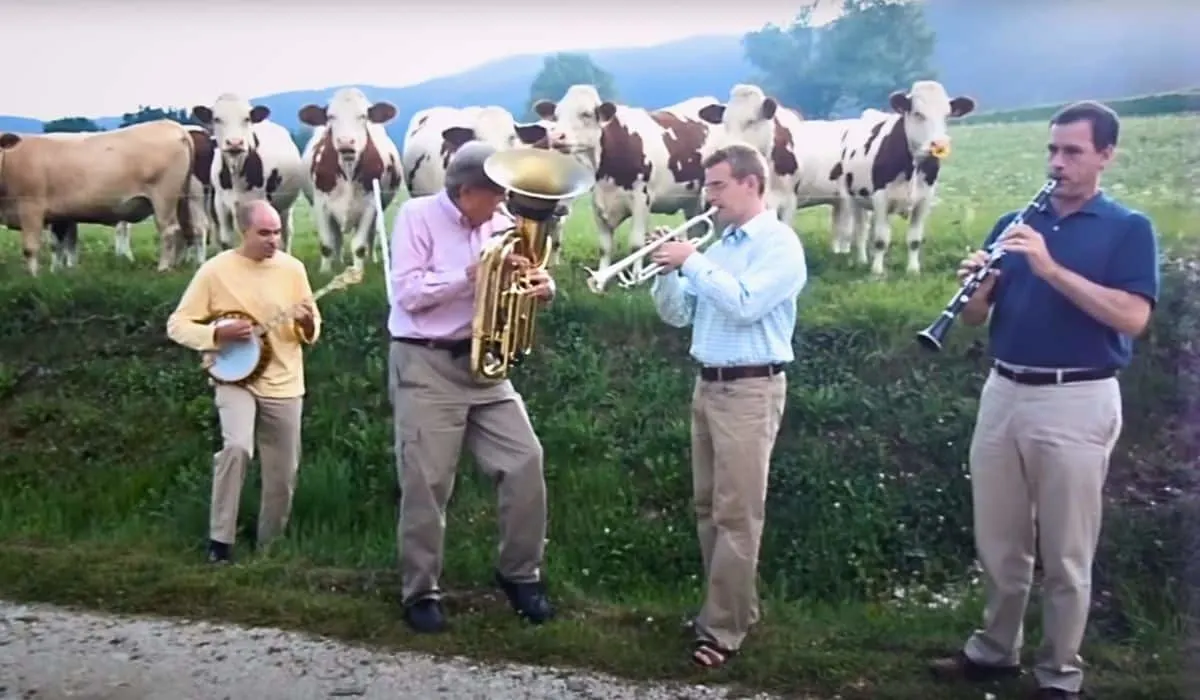 cows attend jazz concert