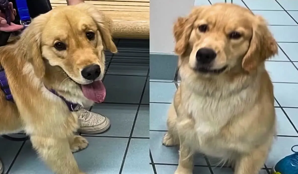 family brings home wrong dog