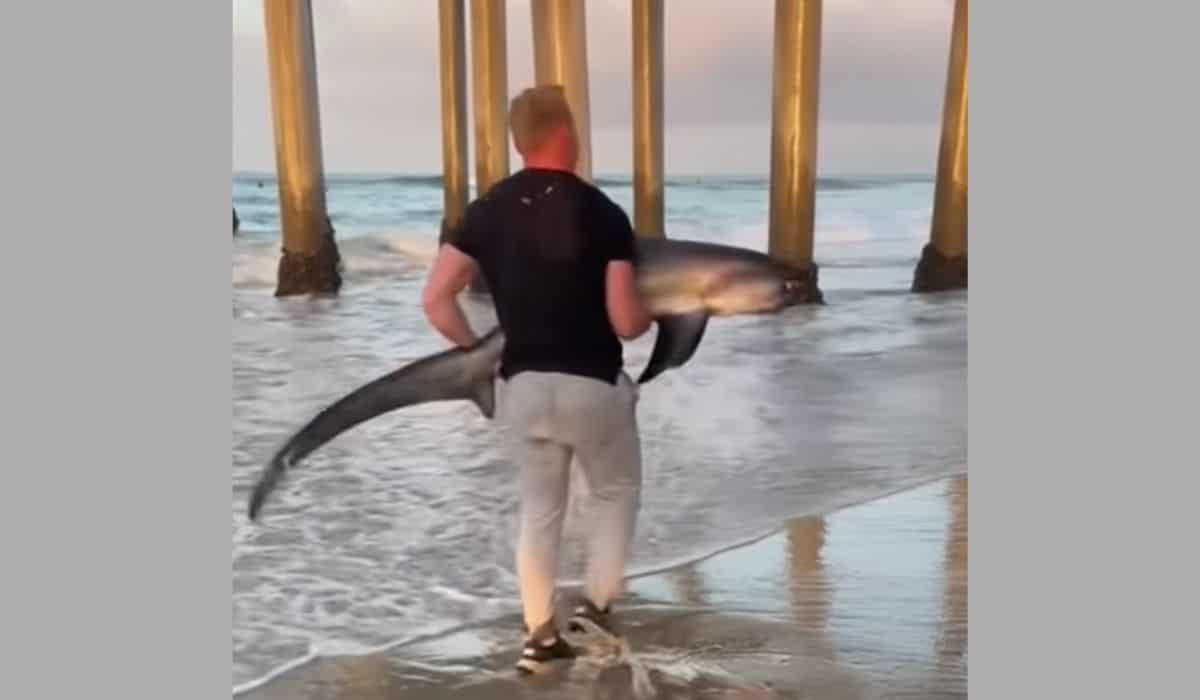 man saves endangered shark